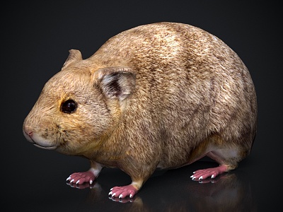 Animal beast mouse 3d model