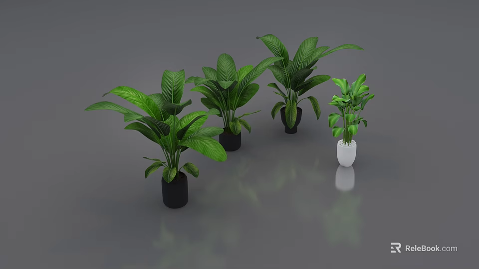 Lush Green Leaf Bonsai Potted Plants With Black And White Ceramic Flower Pots 3d model 
