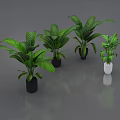 Lush Green Leaf Bonsai Potted Plants With Black And White Ceramic Flower Pots