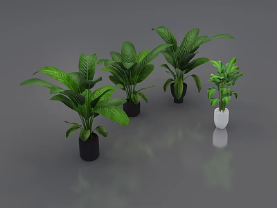Lush Green Leaf Bonsai Potted Plants With Black And White Ceramic Flower Pots 3d model
