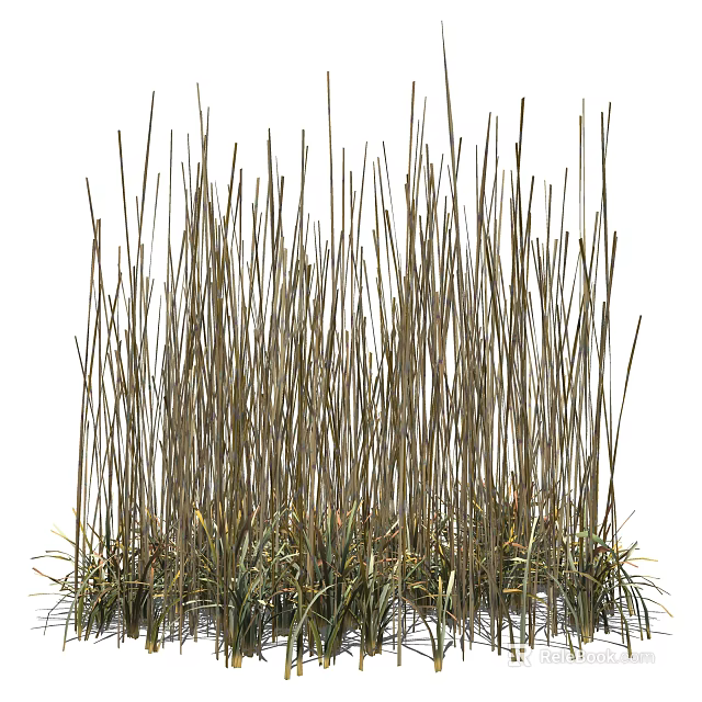 Tall Slender Green And Tan Grass With Low Lying Blades At The Base 3d model 