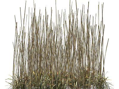 Tall Slender Green And Tan Grass With Low Lying Blades At The Base 3d model