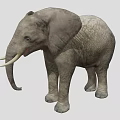 Large Gray Elephant With Wrinkled Skin Long Trunk And White Tusks