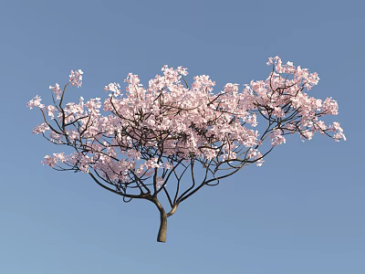 Vibrant Ornamental Tree with Pink Blossoms Against Clear Blue Sky 3d model
