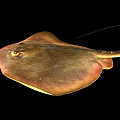 Brown Stingray With Flat Body And Long Tail In Close Up View