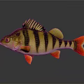 Vibrant Perch Fish With Yellow Black Stripes And Red Fins Tail On Dark Background