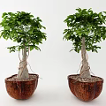 Two Bonsai Potted Plants With Lush Green Leaves And Brown Coconut Shell Planters