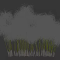 Clusters of Green Ornamental Grass With Slender Stems And Fluffy Top Leaves