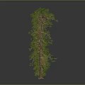Different Growth Stages of Trees From Saplings to Mature Plants with Varying Heights and Foliage