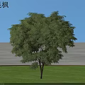 Feather Maple Tree With Lush Green Leaves Against Blue Sky And Green Grass
