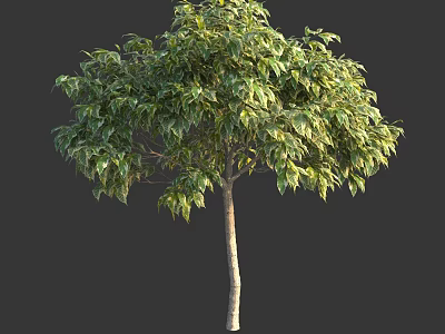 Isolated Arbor Tree With Lush Green Foliage And Light Brown Trunk 3d model