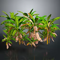 Banana Trees With Lush Green Leaves And Sturdy Trunks In Tropical Garden