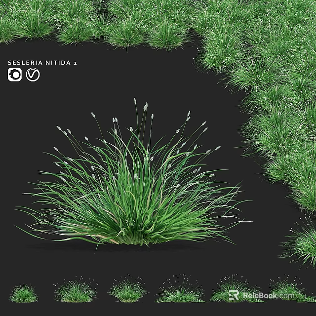 Elegant Garden Plant With Green Grass Leaves And White Small Flowers Sisyrinchium Nidda 2 3d model 