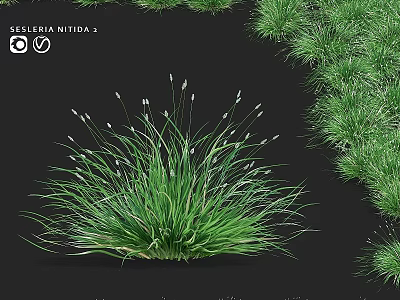 Elegant Garden Plant With Green Grass Leaves And White Small Flowers Sisyrinchium Nidda 2 3d model