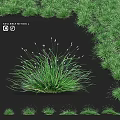 Elegant Garden Plant With Green Grass Leaves And White Small Flowers Sisyrinchium Nidda 2