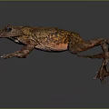 Detailed Brown And Orange Spotted Frog With Textured Skin On Dark Background
