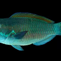 Colorful Marine Parrotfish With Vibrant Green Blue Scales And Open Mouth
