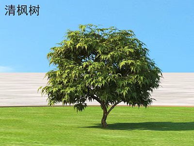 Clear Maple Shrub with Lush Green Foliage Growing on Green Grass Under Blue Sky 3d model