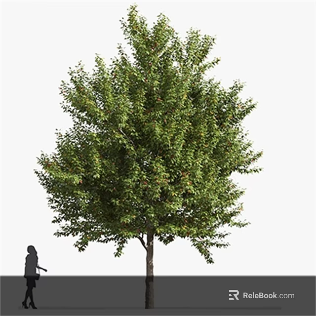 Tall Lush Green Arbor Tree With Dense Foliage And Straight Trunk And Nearby Pedestrian 3d model 