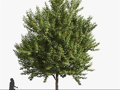Tall Lush Green Arbor Tree With Dense Foliage And Straight Trunk And Nearby Pedestrian 3d model