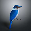 Beautiful Blue and White Bird with Long Beak Standing on Dark Background