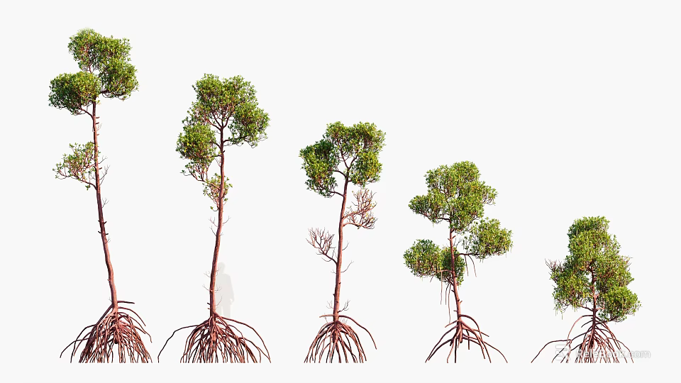 Multiple Mangrove Trees With Visible Roots In Natural Growth Arrangement 3d model 