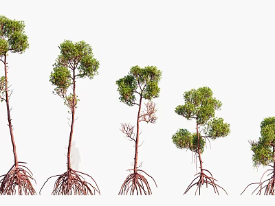 Multiple Mangrove Trees With Visible Roots In Natural Growth Arrangement 3d model