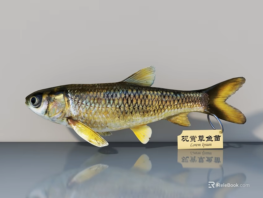 Ornamental Broad tailed Fish With Shiny Scales And Distinctive Tail Features In Aquarium 3d model 