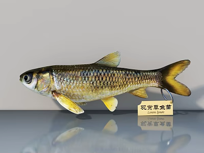 Ornamental Broad tailed Fish With Shiny Scales And Distinctive Tail Features In Aquarium 3d model