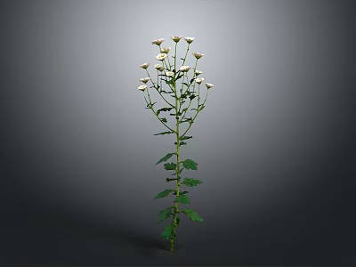 Tall Single Plant With Green Stem White Flowers And Lush Green Leaves 3d model