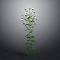 Tall Single Plant With Green Stem White Flowers And Lush Green Leaves