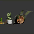 Decorative Wooden Log With Moss Ferns Fruits Wooden Tray And White Pot Plant