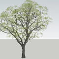 Tall Arbor With Lush Green Foliage And Thick Trunk In Natural Growth