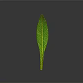 Vibrant Arbor Tree With Shiny Green Leaf And Clear Veins On Gray Background