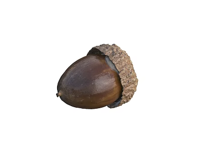 Organic Roasted Acorn as Nutritious Edible Food Source for Healthy Diet Option 3d model