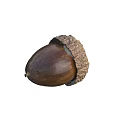 Organic Roasted Acorn as Nutritious Edible Food Source for Healthy Diet Option