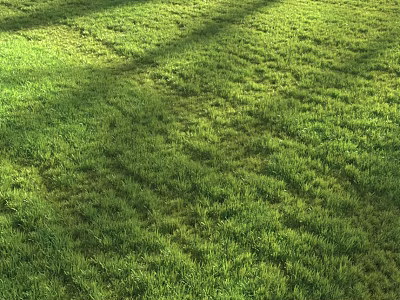 Fresh Lush Green Grass Lawn Under Bright Sunlight With Natural Shadows 3d model