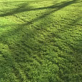 Fresh Lush Green Grass Lawn Under Bright Sunlight With Natural Shadows