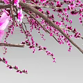 Beautiful Tree With Pink Flowers Brown Trunk Green Grass And Gray Background