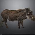 Warthog With Brown Fur Mane And Tusks In Detailed Standing Posture On Gray Background