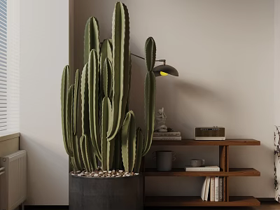Indoor Cactus Bonsai in Dark Pot with Pebbles Wooden Shelf Books and Table Lamp 3d model