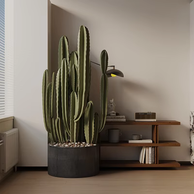 Indoor Cactus Bonsai in Dark Pot with Pebbles Wooden Shelf Books and Table Lamp 3d model