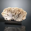 Marine Coral Specimen Featuring Fan Shaped Ivory White Structure On Black Base