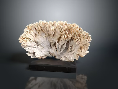 Marine Coral Specimen Featuring Fan Shaped Ivory White Structure On Black Base 3d model