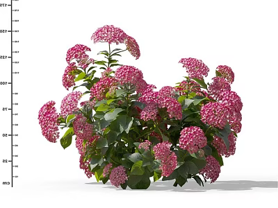 Pink Hydrangea Flowers Blooming Cluster With Lush Green Leaves And Vibrant Petals 3d model