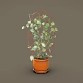 Decorative Climbing Plant With Green Leaves White Spots On Red Metal Trellis In Orange Pot