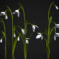 Delicate White Snowdrop Flowers With Green Stems And Fresh Leaves