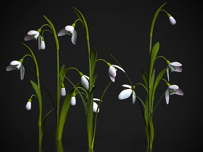 Delicate White Snowdrop Flowers With Green Stems And Fresh Leaves 3d model