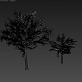 Two Beautiful Plum Trees With Purple Blossoms Against Dark Background