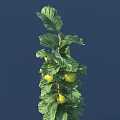 apple green apple fruit 3d model